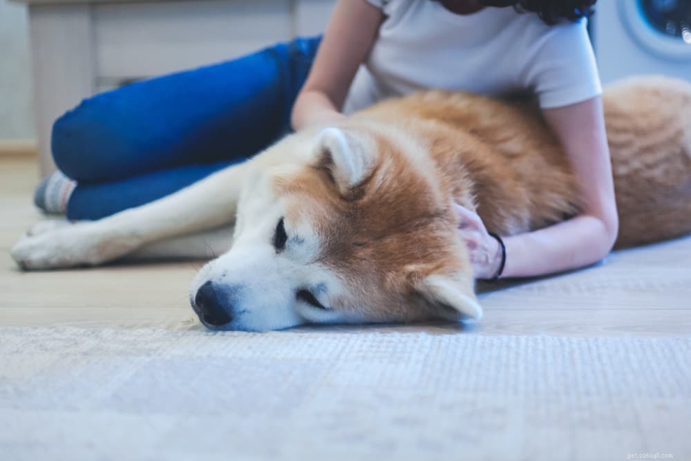 Beagle Pain Syndrome: Early Detection & Effective Treatment for Your Dog
