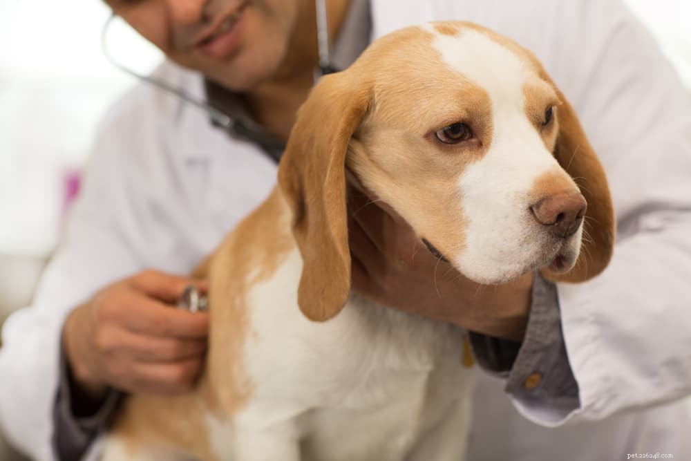 Beagle Pain Syndrome: Early Detection & Effective Treatment for Your Dog