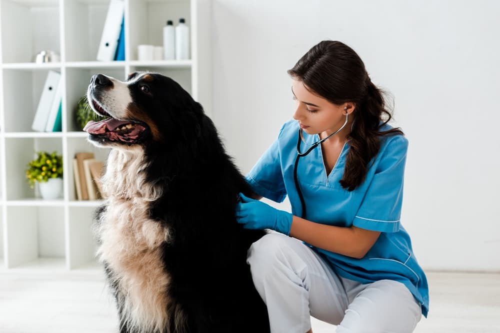 Beagle Pain Syndrome: Early Detection & Effective Treatment for Your Dog
