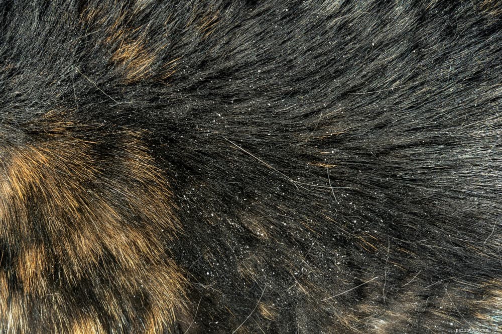 Understanding and Managing Seborrhea in Dogs