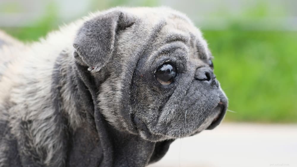 Understanding and Managing Seborrhea in Dogs