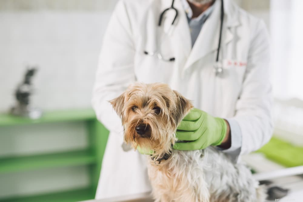 Understanding and Managing Seborrhea in Dogs
