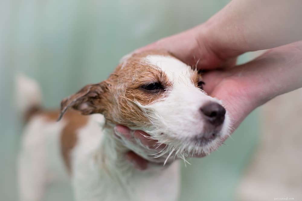 Understanding and Managing Seborrhea in Dogs