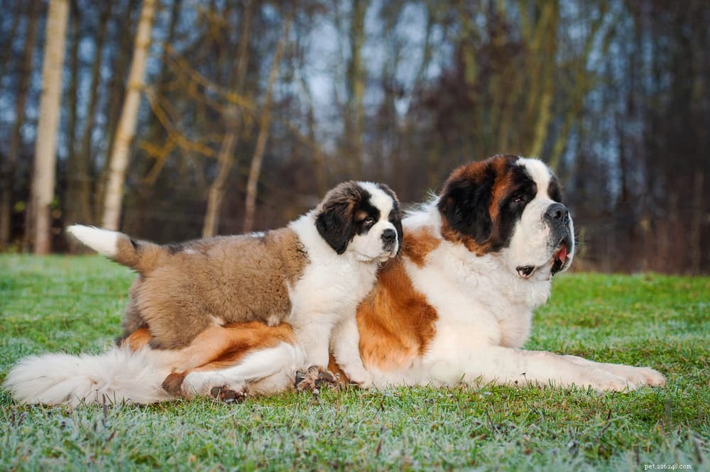 Understanding Autoimmune Diseases in Dogs: Symptoms, Diagnosis, and Long-Term Care
