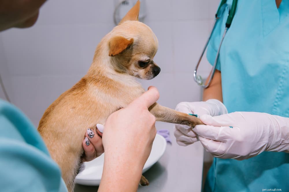 Understanding Autoimmune Diseases in Dogs: Symptoms, Diagnosis, and Long-Term Care