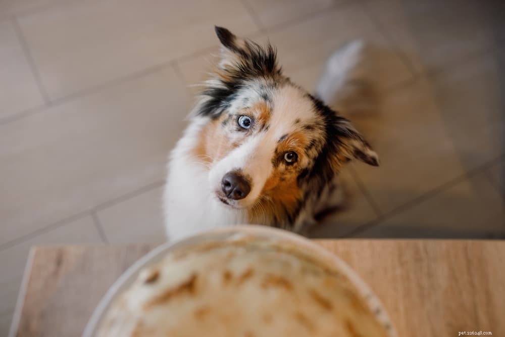 Pancreatitis in Dogs: Causes, Symptoms, and Prevention