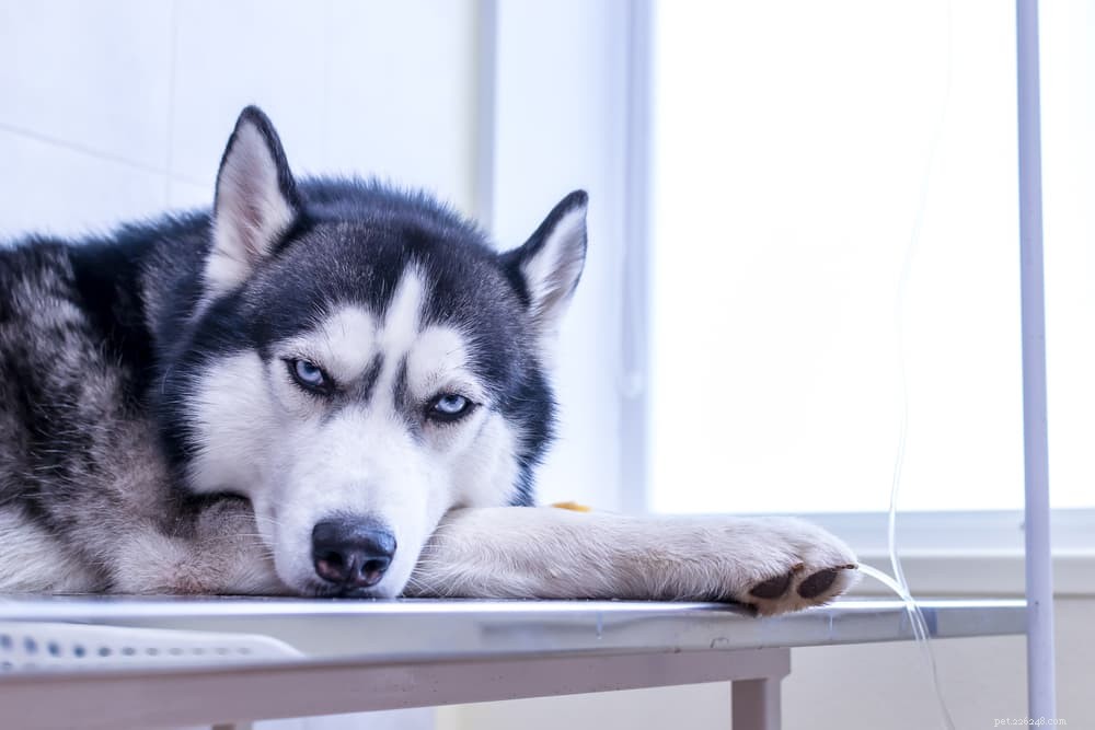 Pancreatitis in Dogs: Causes, Symptoms, and Prevention