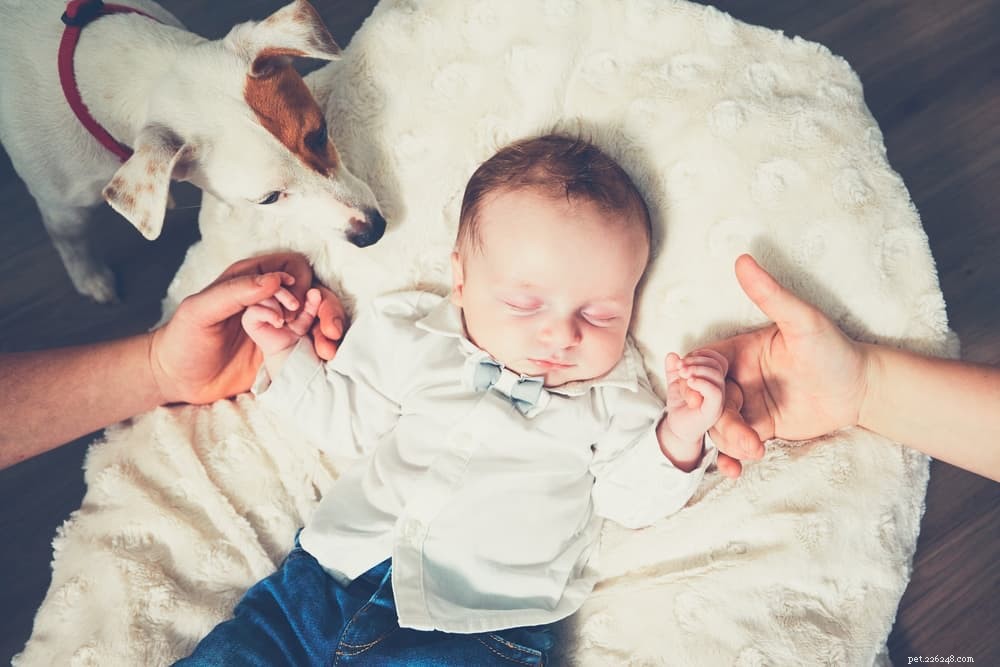 Understanding and Managing Depression in Dogs: Signs, Causes, and Care