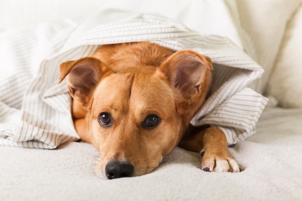 Understanding and Managing Depression in Dogs: Signs, Causes, and Care