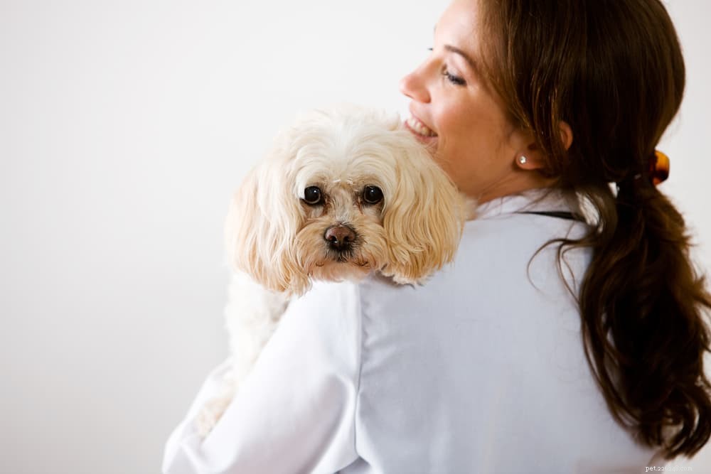 Understanding and Managing Depression in Dogs: Signs, Causes, and Care