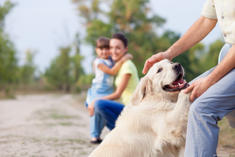 Understanding and Managing Depression in Dogs: Signs, Causes, and Care