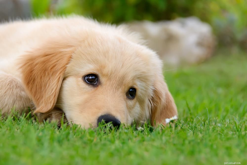 Puppy Strangles: Causes, Symptoms, and Care for Your Young Dog