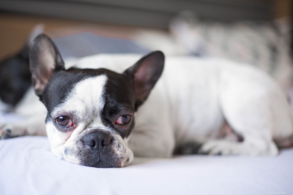 Puppy Strangles: Causes, Symptoms, and Care for Your Young Dog