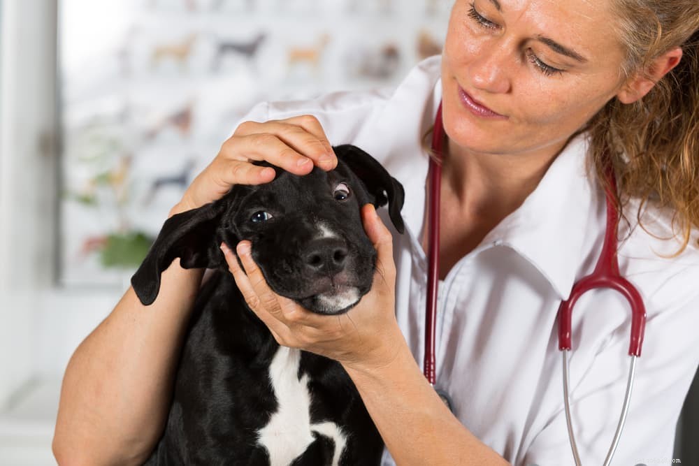 Puppy Strangles: Causes, Symptoms, and Care for Your Young Dog