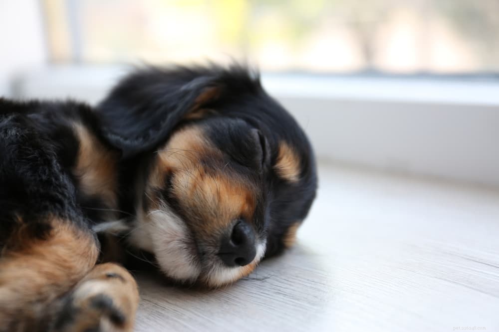 Puppy Strangles: Causes, Symptoms, and Care for Your Young Dog