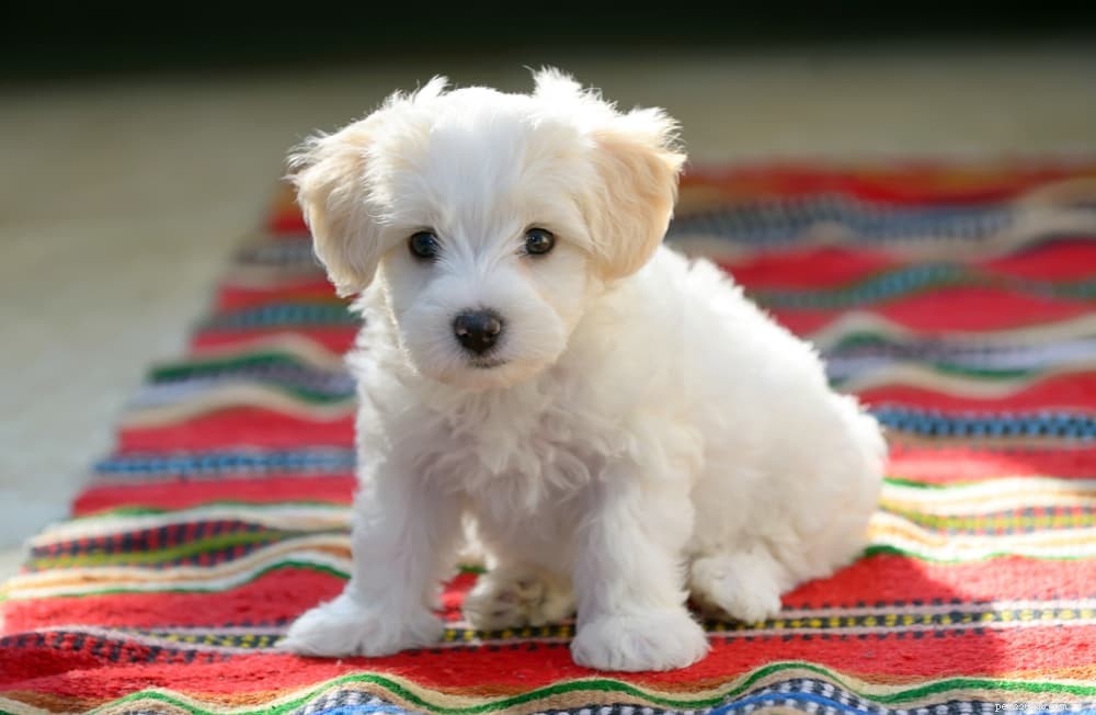 Understanding Hydrocephalus in Dogs: Causes, Symptoms, and Care