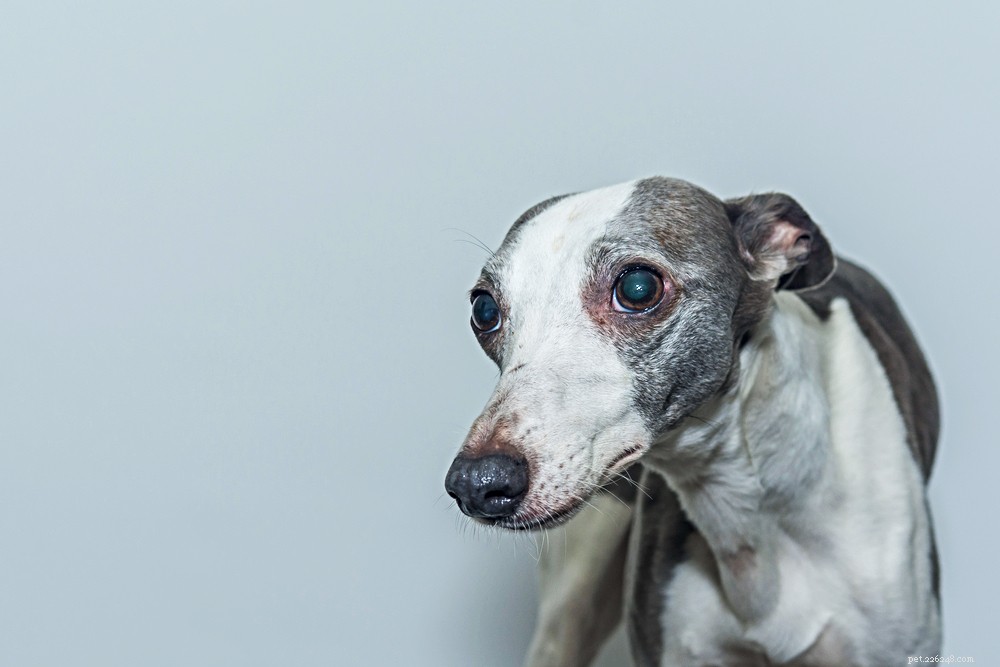 Understanding Hydrocephalus in Dogs: Causes, Symptoms, and Care