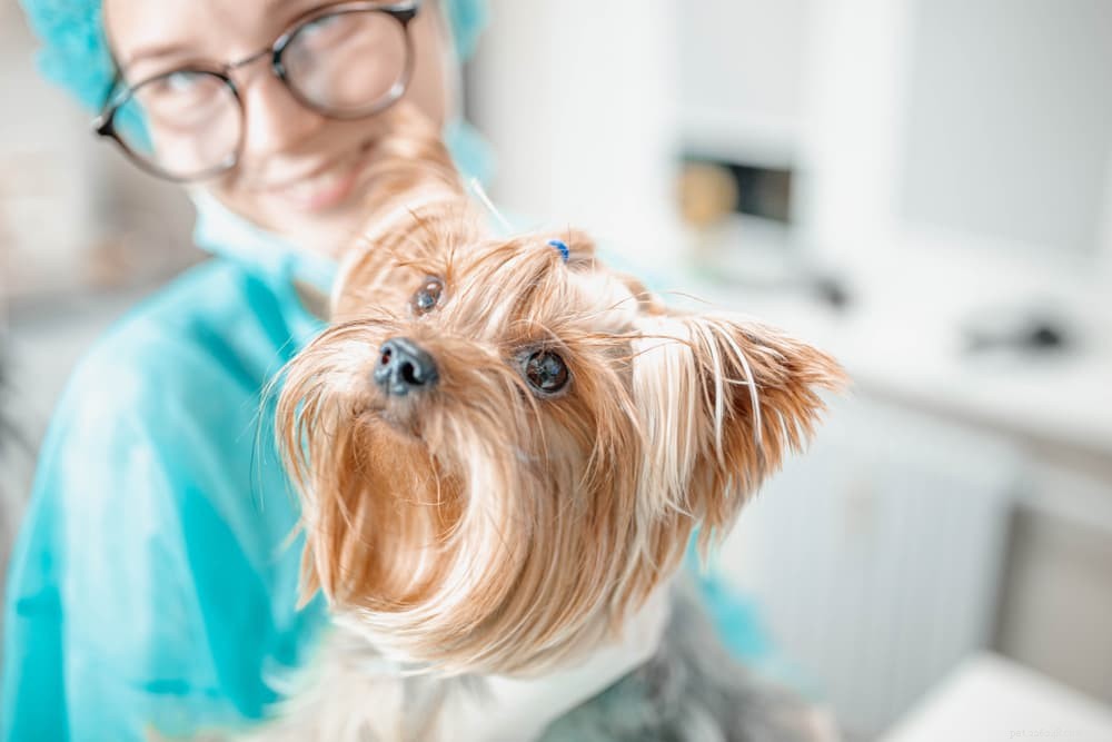 Understanding Hydrocephalus in Dogs: Causes, Symptoms, and Care