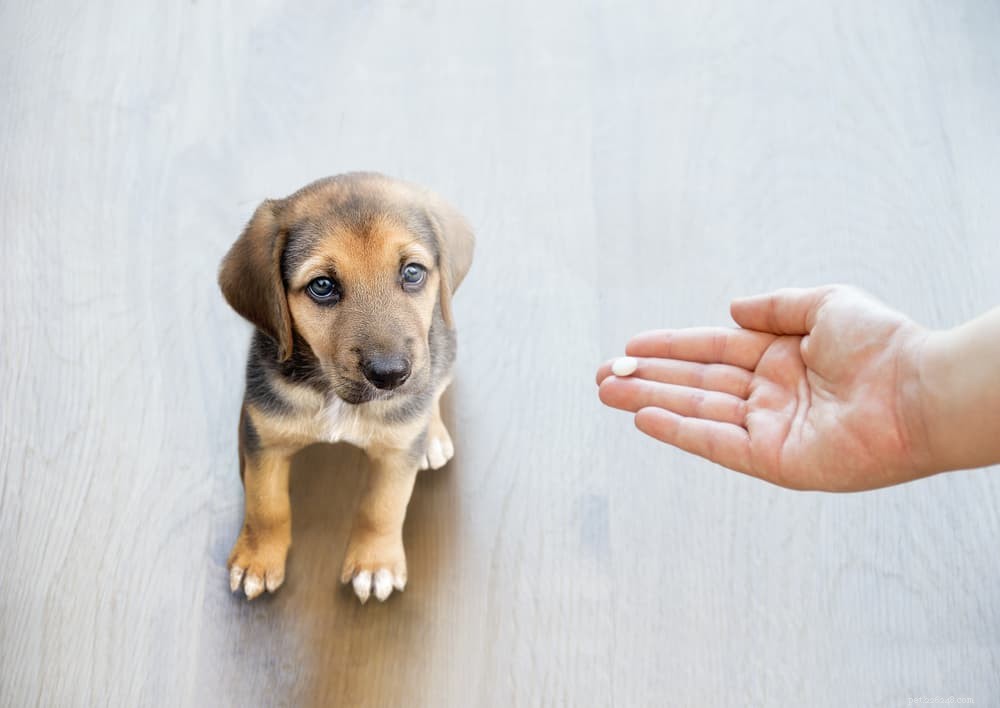 Understanding Hydrocephalus in Dogs: Causes, Symptoms, and Care