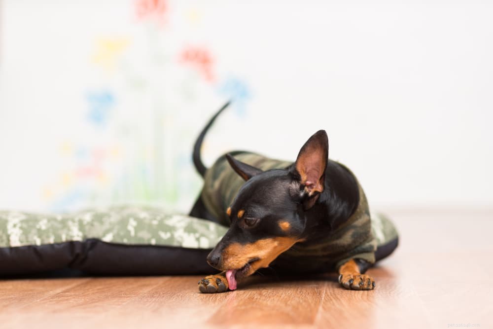 Understanding and Treating Paw Swelling in Dogs: Causes, Symptoms, and Care Tips