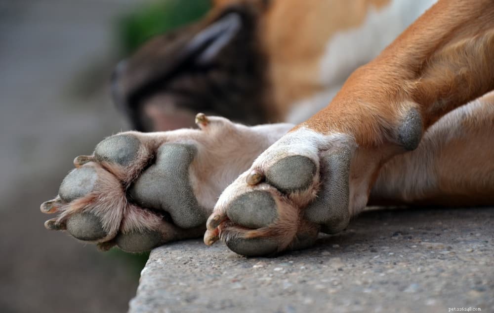Understanding and Treating Paw Swelling in Dogs: Causes, Symptoms, and Care Tips