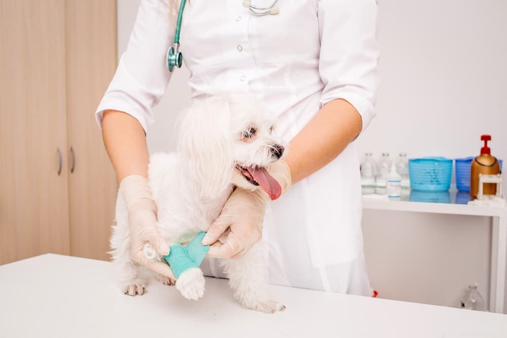 Understanding and Treating Paw Swelling in Dogs: Causes, Symptoms, and Care Tips