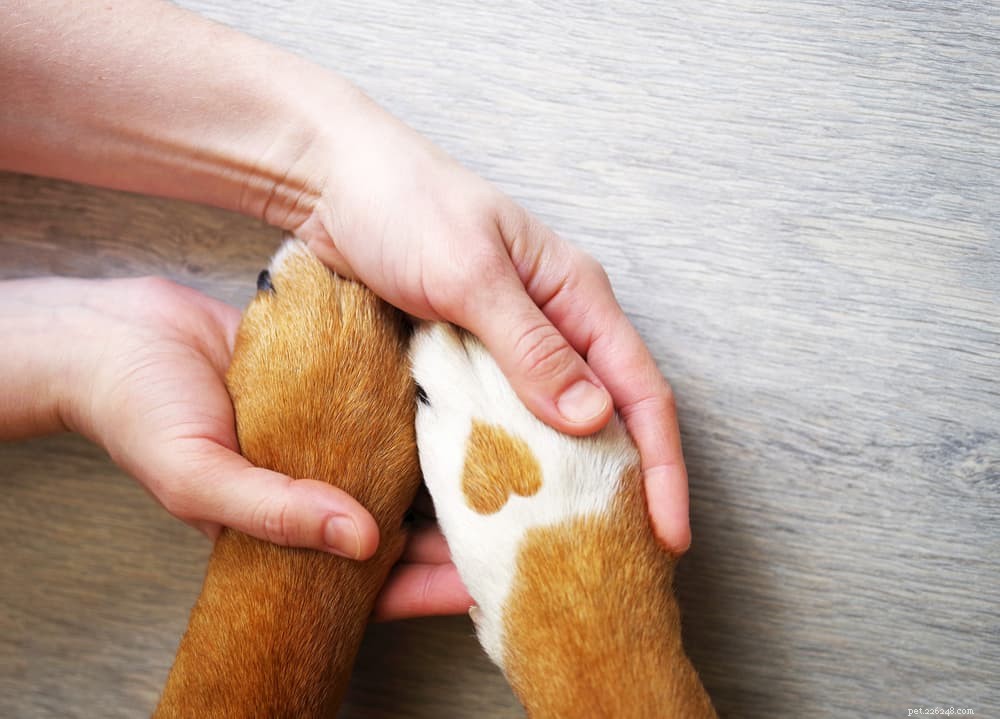 Understanding and Treating Paw Swelling in Dogs: Causes, Symptoms, and Care Tips
