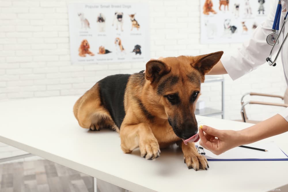 Cushing’s Disease in Dogs: Causes, Symptoms, and Treatment