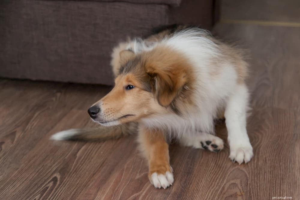 Understanding Pyoderma in Dogs: Causes, Symptoms, and Treatment