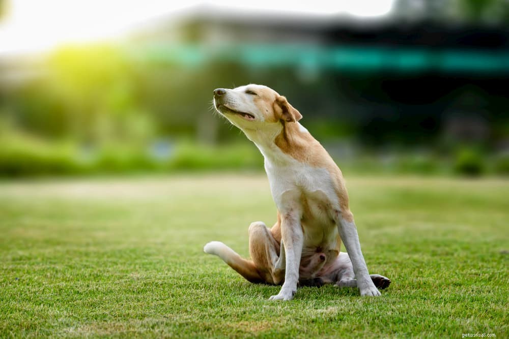 Understanding Pyoderma in Dogs: Causes, Symptoms, and Treatment