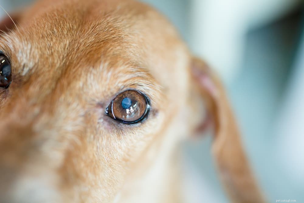 Understanding Cataracts in Dogs: Causes, Symptoms, and Treatment Options