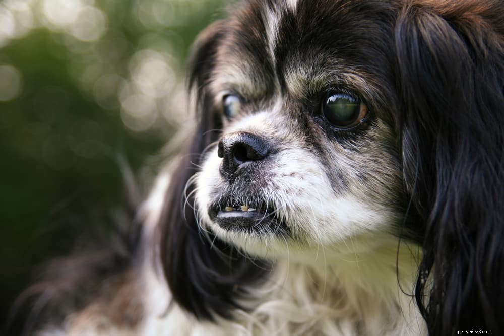 Understanding Cataracts in Dogs: Causes, Symptoms, and Treatment Options