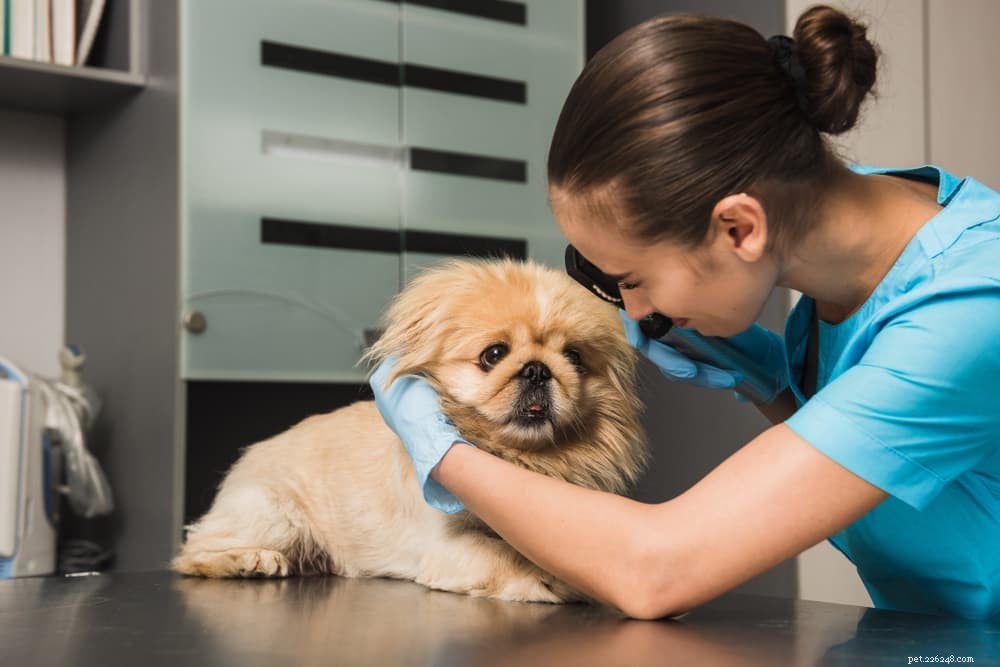 Understanding Cataracts in Dogs: Causes, Symptoms, and Treatment Options