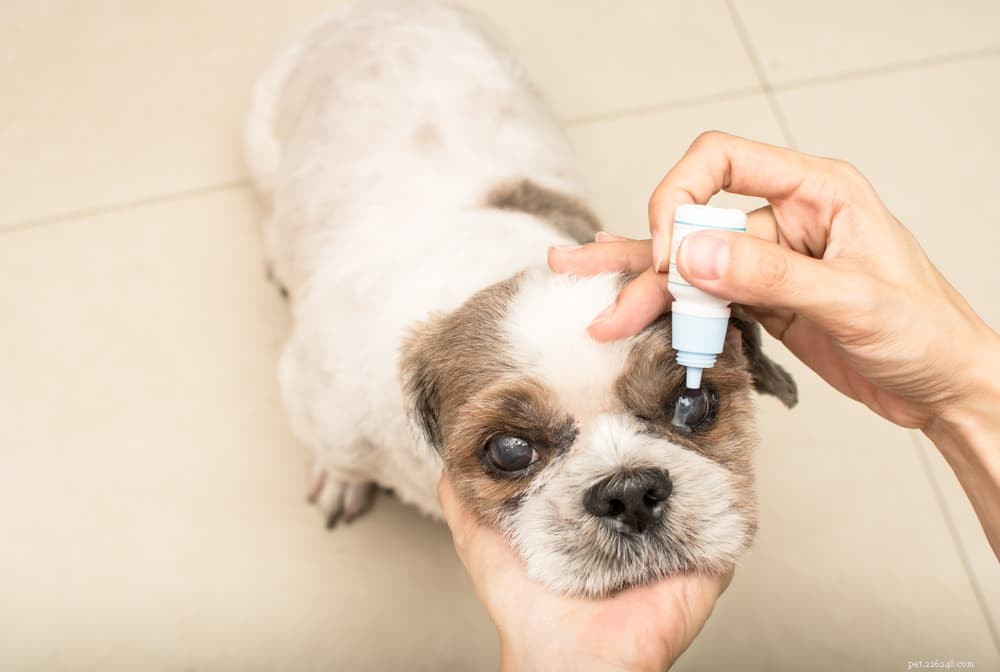 Understanding Cataracts in Dogs: Causes, Symptoms, and Treatment Options
