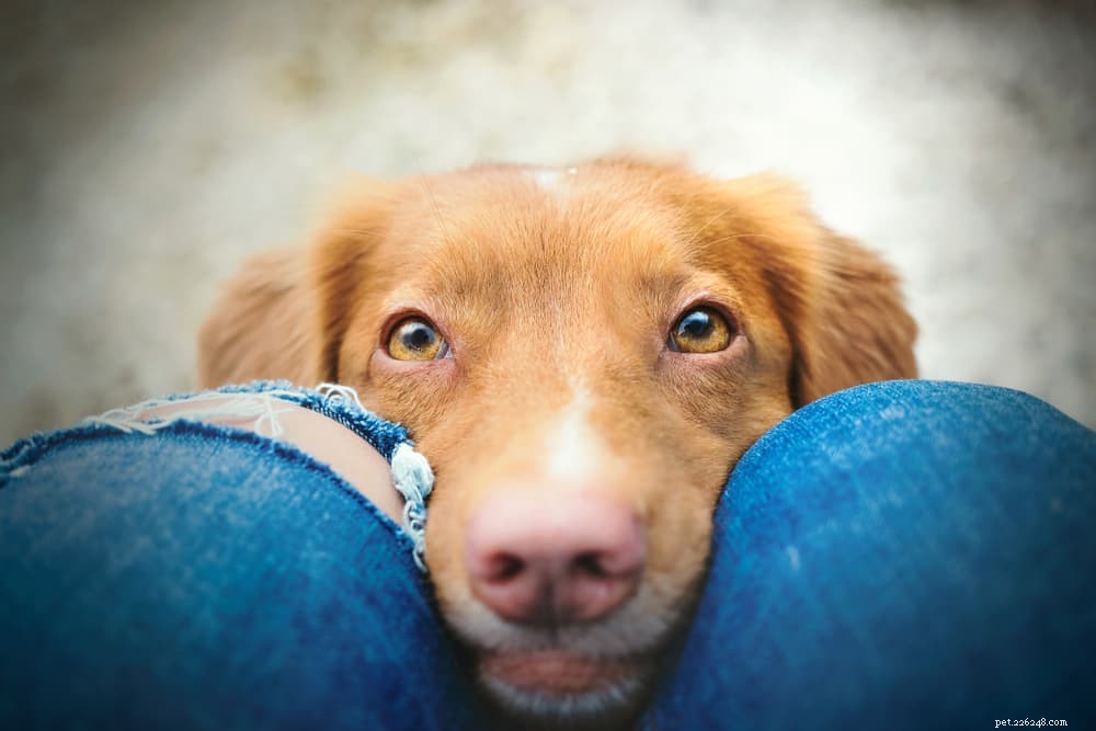 Understanding Cataracts in Dogs: Causes, Symptoms, and Treatment Options