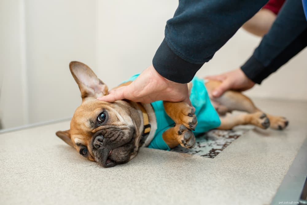 Lung Cancer in Dogs: Signs, Diagnosis, and Care