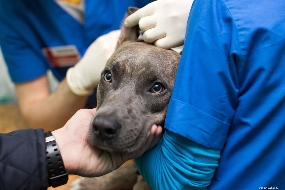 Lung Cancer in Dogs: Signs, Diagnosis, and Care