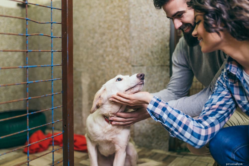 Ringworm in Dogs: Symptoms, Causes & Quick Treatment Guide