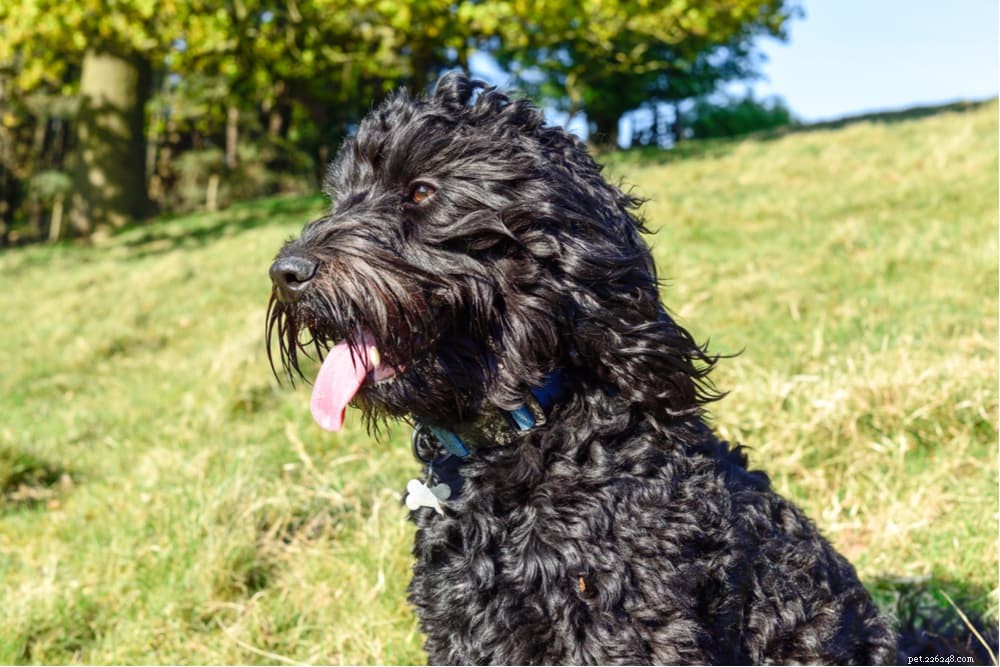 Preventing Heat Stroke in Dogs: Signs, Causes, and Immediate Care