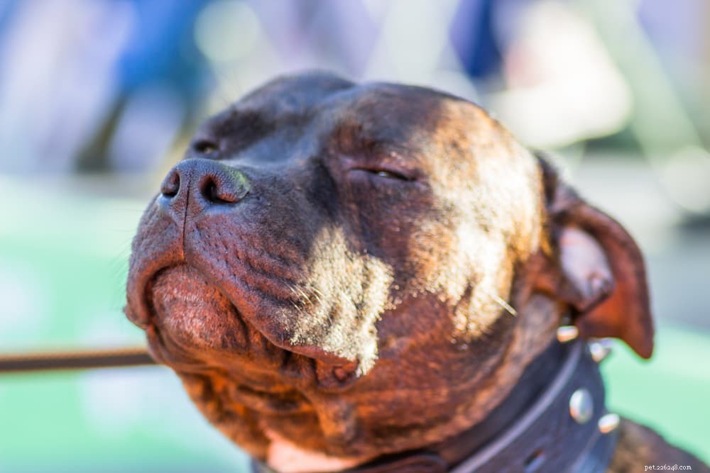 Preventing Heat Stroke in Dogs: Signs, Causes, and Immediate Care