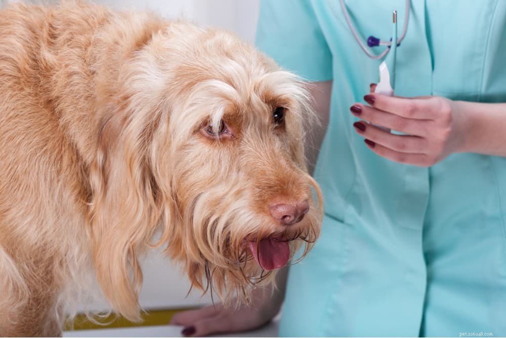 Preventing Heat Stroke in Dogs: Signs, Causes, and Immediate Care