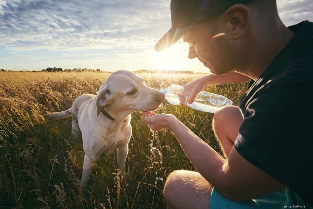 Preventing Heat Stroke in Dogs: Signs, Causes, and Immediate Care