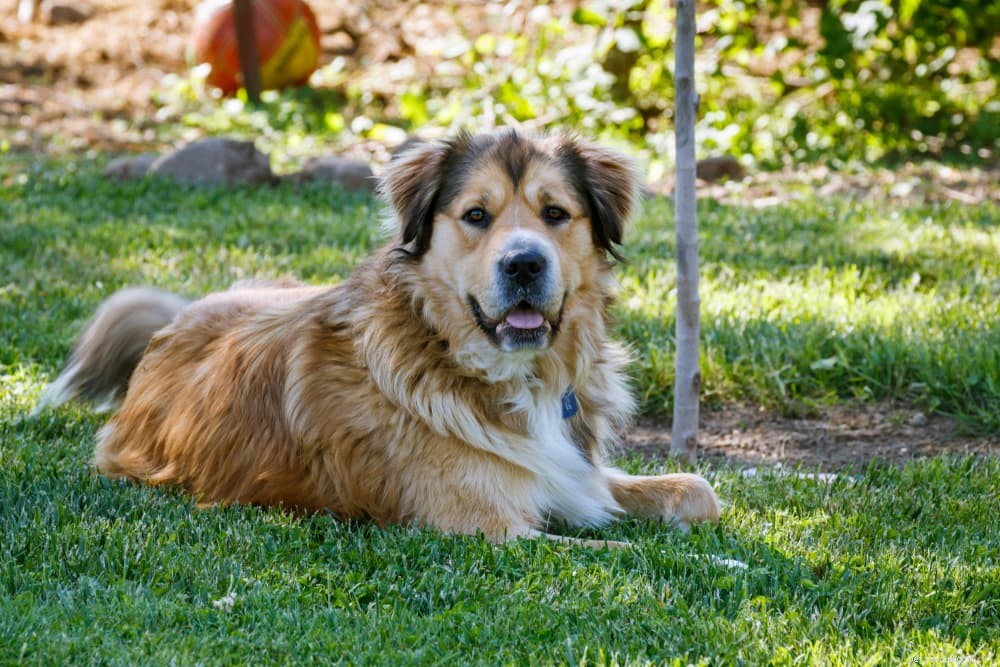 Preventing Heat Stroke in Dogs: Signs, Causes, and Immediate Care