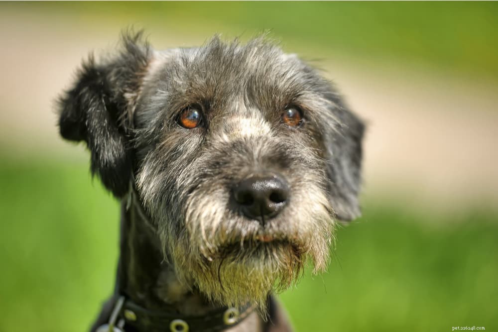 Kennel Cough in Dogs: Symptoms, Prevention & Treatment Guide