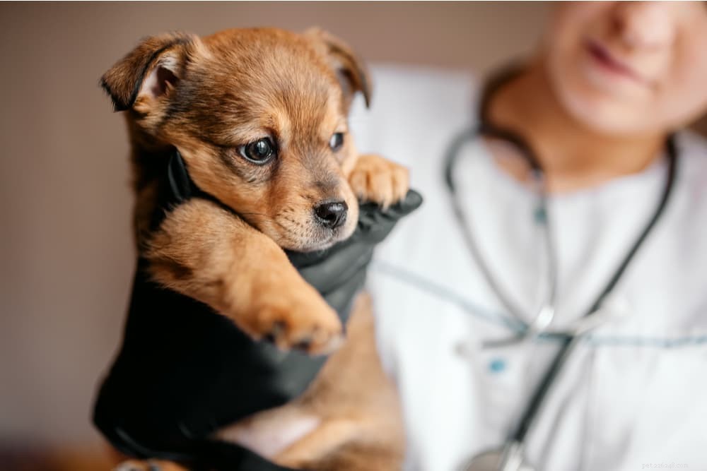 Kennel Cough in Dogs: Symptoms, Prevention & Treatment Guide