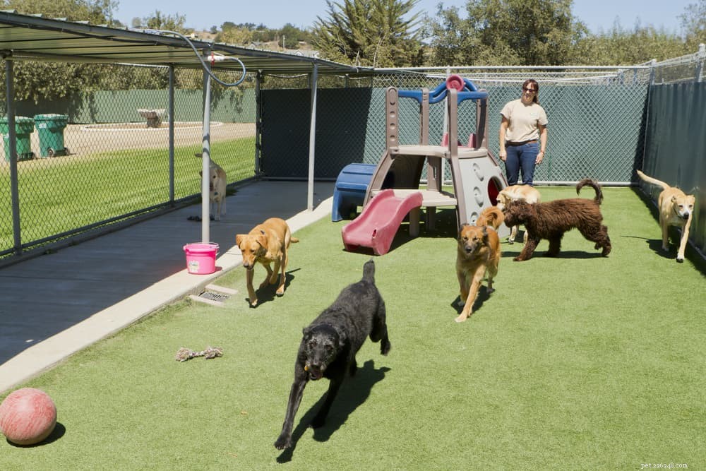 Kennel Cough in Dogs: Symptoms, Prevention & Treatment Guide