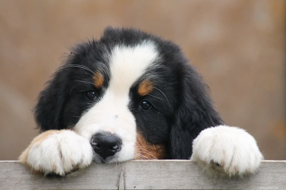 Kennel Cough in Dogs: Symptoms, Prevention & Treatment Guide