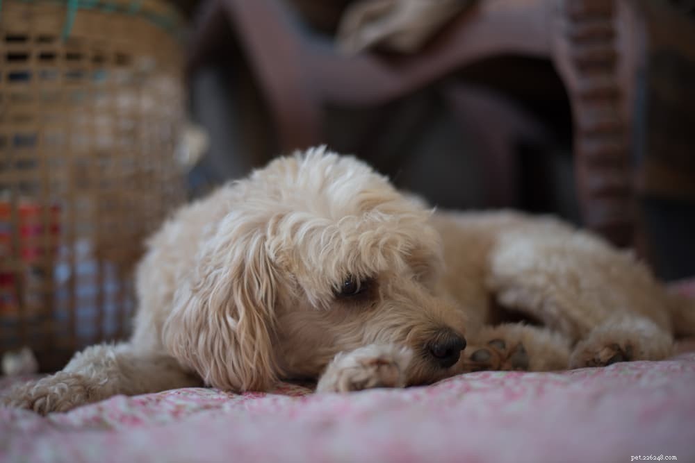 Kennel Cough in Dogs: Symptoms, Prevention & Treatment Guide
