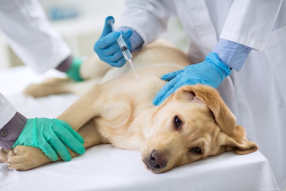 Kennel Cough in Dogs: Symptoms, Prevention & Treatment Guide