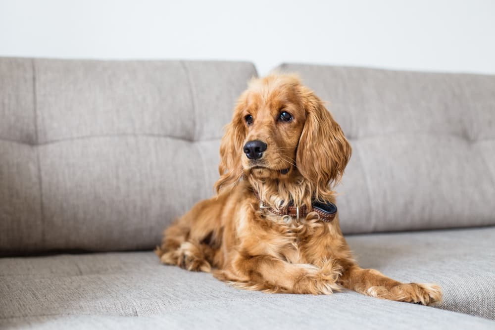 Dilated Cardiomyopathy in Dogs: Causes, Symptoms, and Care